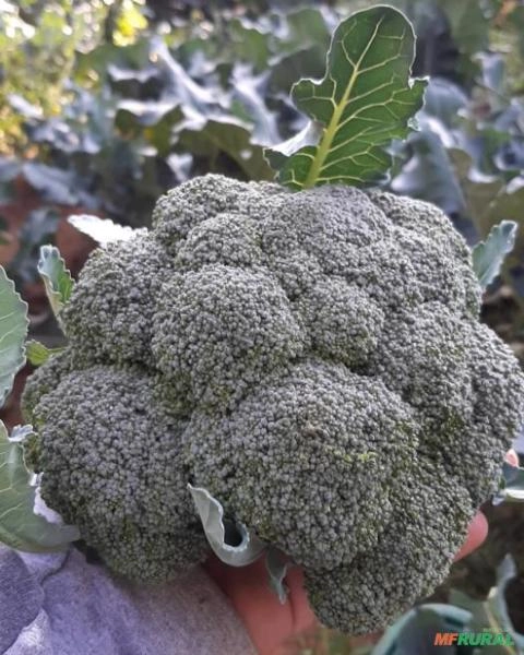 Brocolis e couve flor no atacado Imagem Brocolis e couve flor no atacado