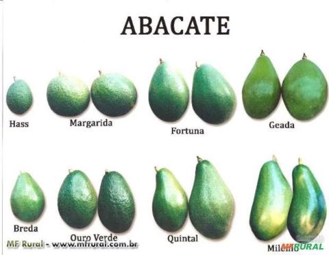 Imagem Mudas de abacate - Alta Qualidade Imagem Mudas de abacate - Alta Qualidade