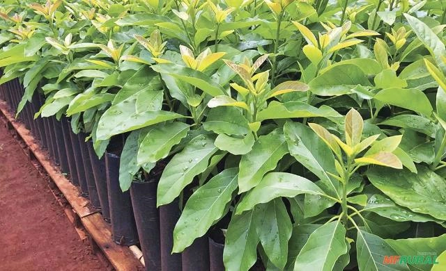 Mudas de abacate - Alta Qualidade Imagem Mudas de abacate - Alta Qualidade