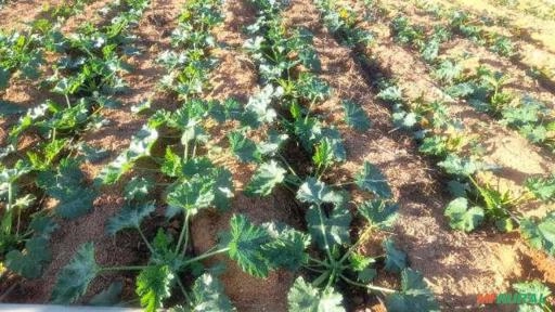 Abobrinha italiana Imagem Abobrinha italiana