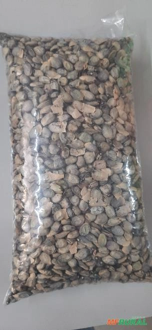 Semente de Amburana-Umburana Imagem Semente de Amburana-Umburana