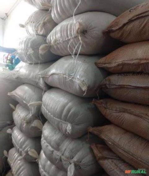 Pimenta do reino do Pará Imagem Pimenta do reino do Pará