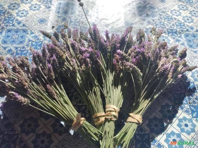 Flores de Lavanda desidratadas Imagem Flores de Lavanda desidratadas