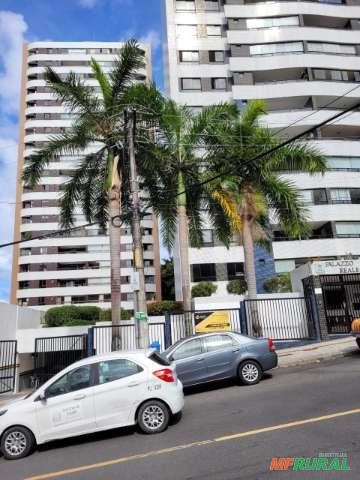 Palmeira imperial Imagem Palmeira imperial