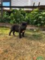 Filhotes Amstaff- American Stardforshire Terrier