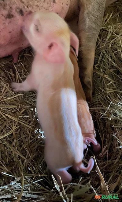 Mini pig - Mini porco