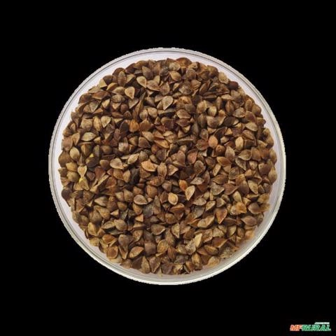 Semente de Trigo Mourisco IPR 92 Altar Imagem Semente de Trigo Mourisco IPR 92 Altar