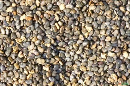 Semente de Crotalária Juncea Imagem Semente de Crotalária Juncea