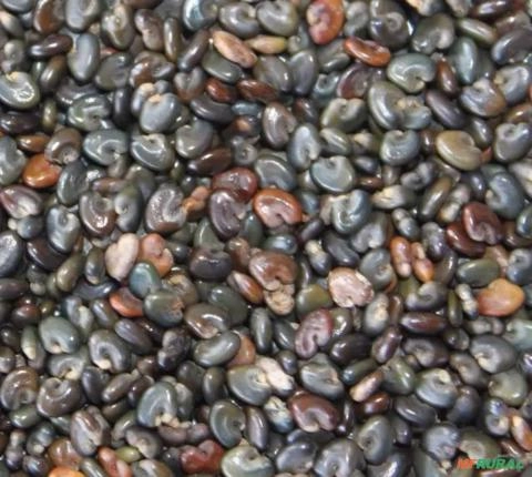 Semente Crotalaria Spectabilis Roth Imagem Semente Crotalaria Spectabilis Roth