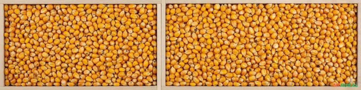 Semente de Milho MG 540 PWU Imagem Semente de Milho MG 540 PWU