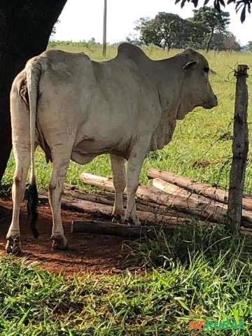 120 vacas vazia Imagem 120 vacas vazia