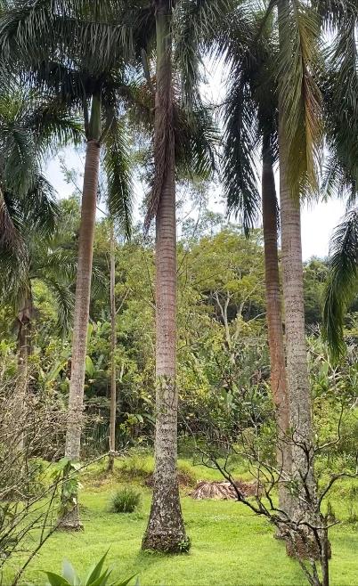 Palmeiras Imperial Adultas Imagem Palmeiras Imperial Adultas