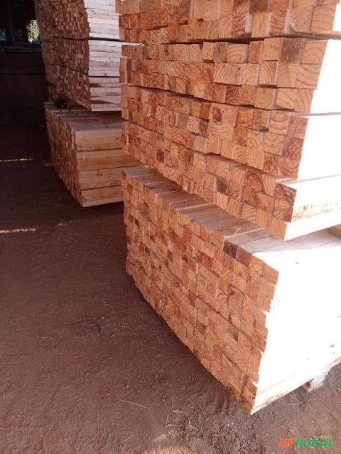 Pinus serrado Imagem Pinus serrado