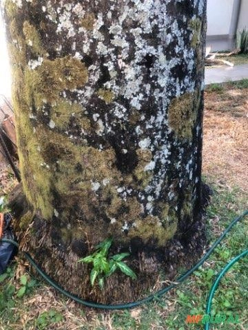 Imagem Palmeira Imperial Imagem Palmeira Imperial