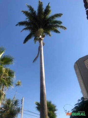 Imagem Palmeira Imperial Imagem Palmeira Imperial