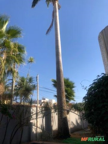 Imagem Palmeira Imperial Imagem Palmeira Imperial