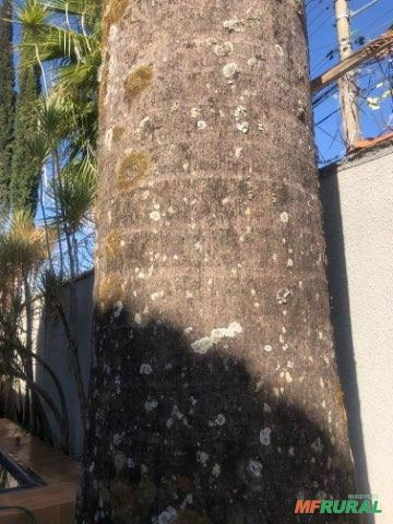 Imagem Palmeira Imperial Imagem Palmeira Imperial