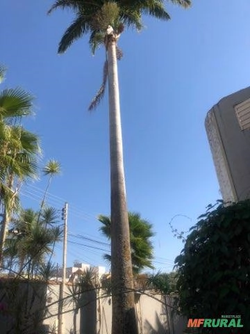 Imagem Palmeira Imperial Imagem Palmeira Imperial