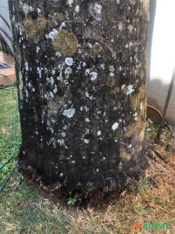 Imagem Palmeira Imperial Imagem Palmeira Imperial