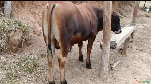 Tourinho filho de Boi Senepol P0 Imagem Tourinho filho de Boi Senepol P0