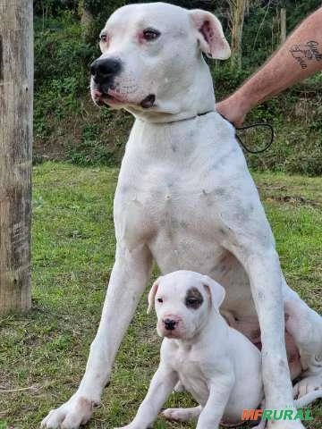 Filhote Dogo Argentino em Tijucas SC à venda. Compre direto 630436