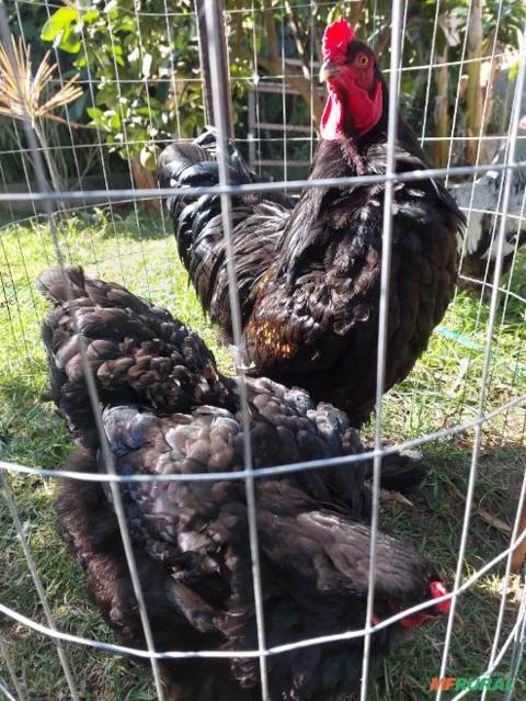 Ovos Férteis/galados De Galinha Brahma, ayam cemani, mini cochin, cara de palhaço - Raça Pura