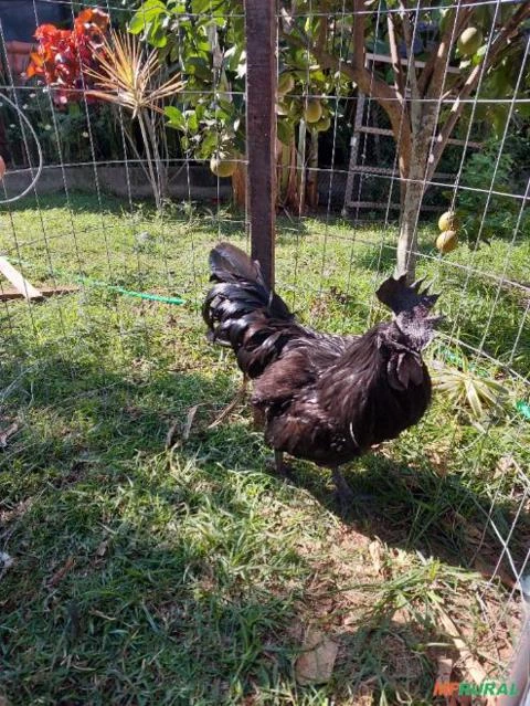 Ovos Férteis/galados De Galinha Brahma, ayam cemani, mini cochin, cara de palhaço - Raça Pura