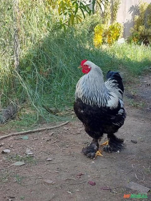 Ovos Férteis/galados De Galinha Brahma, ayam cemani, mini cochin, cara de palhaço - Raça Pura