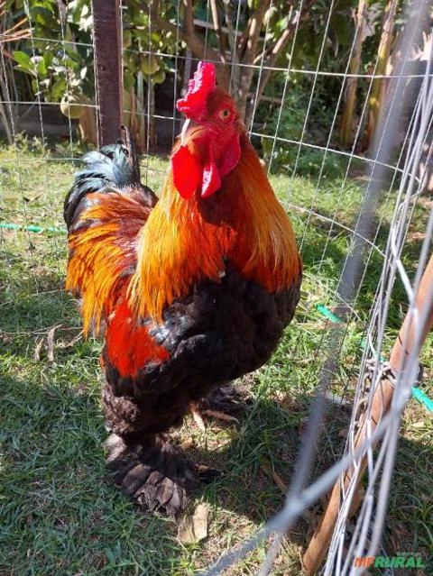 Ovos Férteis/galados De Galinha Brahma, ayam cemani, mini cochin, cara de palhaço - Raça Pura