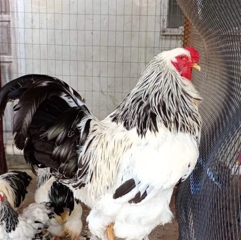 Ovos Férteis/galados De Galinha Brahma, ayam cemani, mini cochin, cara de palhaço - Raça Pura