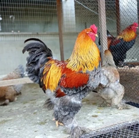 Ovos Férteis/galados De Galinha Brahma, ayam cemani, mini cochin, cara de palhaço - Raça Pura