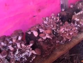 Venda de Cogumelos