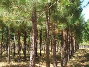 Arrendamento de Pinus