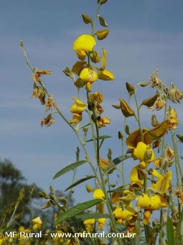 Sementes Crotalaria