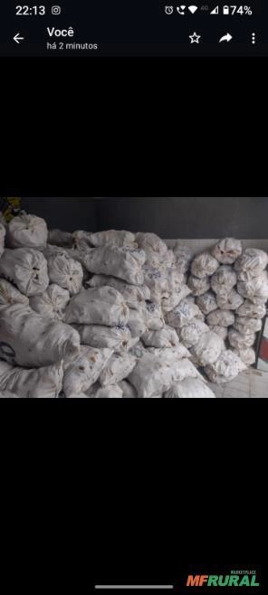 Casca de coco Imagem Casca de coco