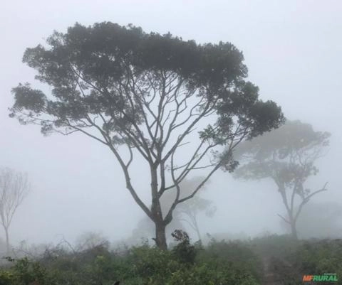 Imagem Procuro investidor em Fazenda Imagem Procuro investidor em Fazenda