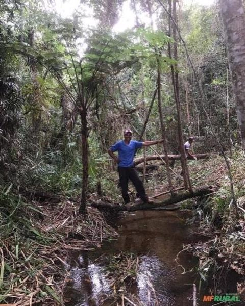 Imagem Procuro investidor em Fazenda Imagem Procuro investidor em Fazenda