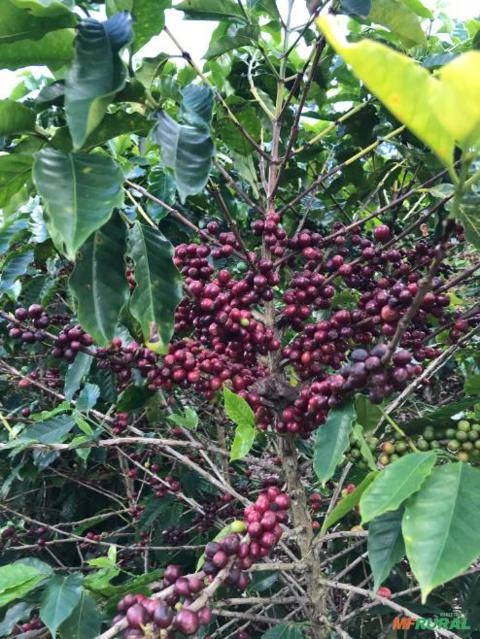 Imagem Procuro investidor em Fazenda Imagem Procuro investidor em Fazenda