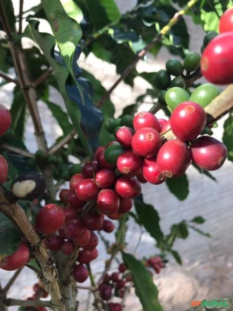 Imagem Procuro investidor em Fazenda Imagem Procuro investidor em Fazenda