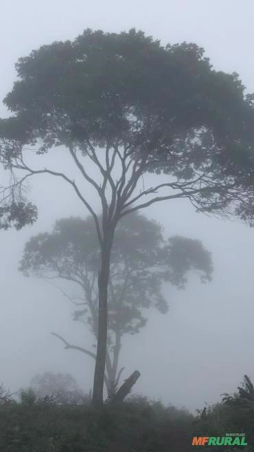 Imagem Procuro investidor em Fazenda Imagem Procuro investidor em Fazenda