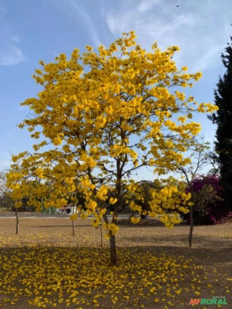 Imagem Plantas diversas Imagem Plantas diversas