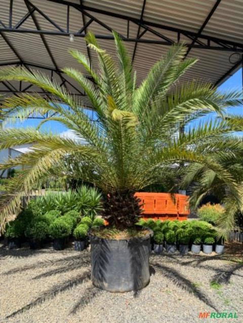 Plantas diversas Imagem Plantas diversas