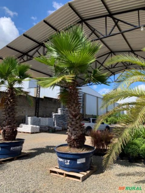 Imagem Plantas diversas Imagem Plantas diversas