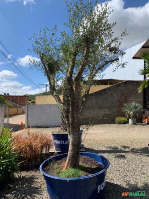 Imagem Plantas diversas Imagem Plantas diversas