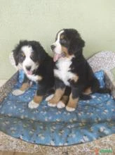 Filhotes de bernese