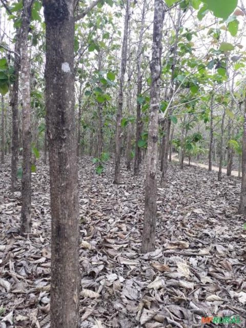 Árvores de Teca Imagem Árvores de Teca