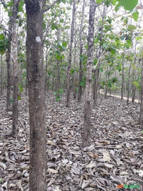 Árvores de Teca Imagem Árvores de Teca