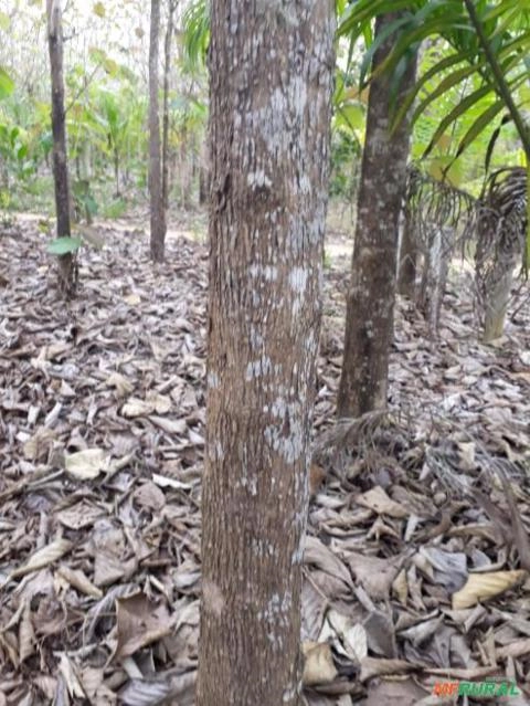 Imagem Árvores de Teca Imagem Árvores de Teca