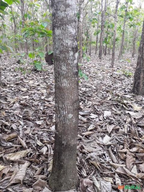 Imagem Árvores de Teca Imagem Árvores de Teca