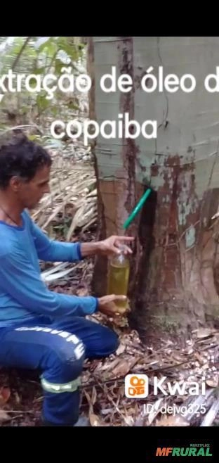 Copaíba Imagem Copaíba